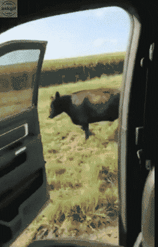 Kiki challenge dairy version.